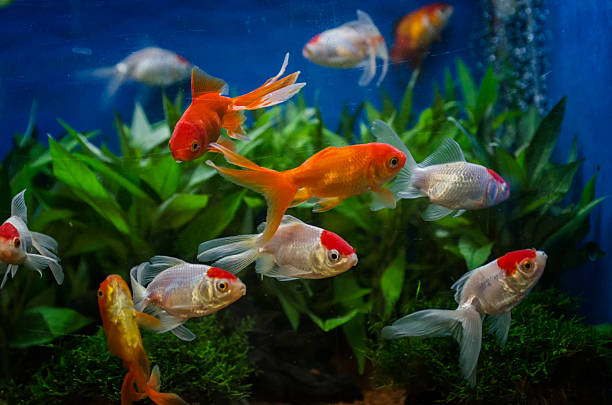 Colorful koi fish swimming in a well-maintained aquarium with lush green plants in the background