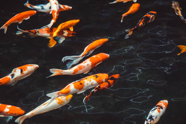 koi images moving gracefully in pond water